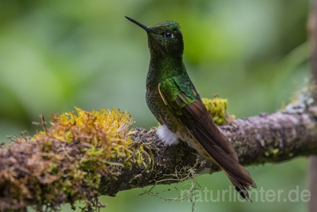 W15048 Fahlschwanzkolibri,Buff-tailed Coronet - Peter Wächtershäuser