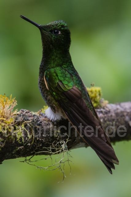 W15052 Fahlschwanzkolibri,Buff-tailed Coronet - Peter Wächtershäuser