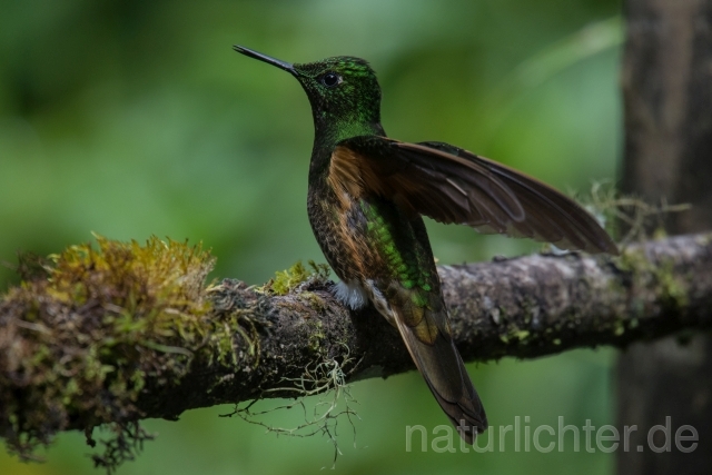 W15053 Fahlschwanzkolibri,Buff-tailed Coronet - Peter Wächtershäuser