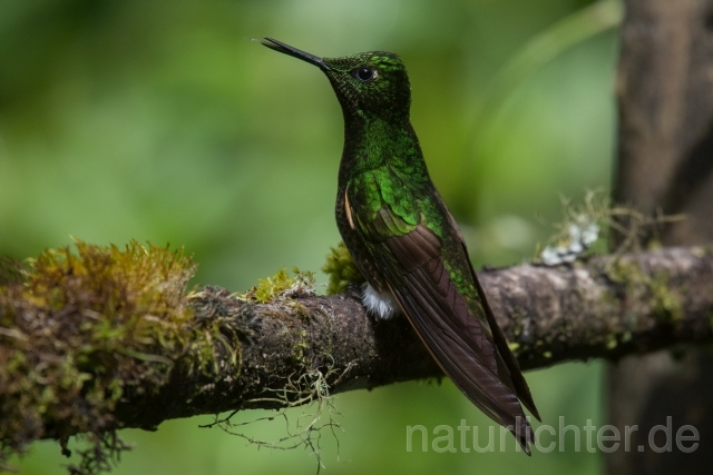 W15054 Fahlschwanzkolibri,Buff-tailed Coronet - Peter Wächtershäuser