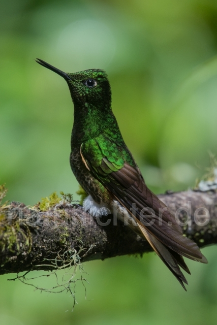 W15055 Fahlschwanzkolibri,Buff-tailed Coronet - Peter Wächtershäuser