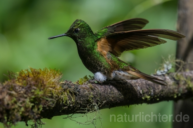 W15056 Fahlschwanzkolibri,Buff-tailed Coronet - Peter Wächtershäuser