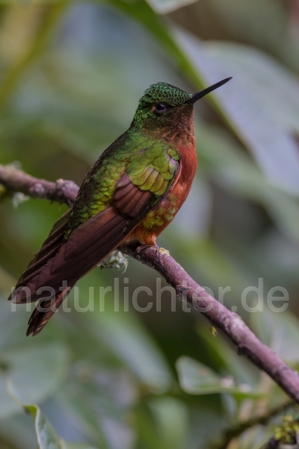 W15057 Rotbauchkolibri,Chestnut-breasted Coronet - Peter Wächtershäuser