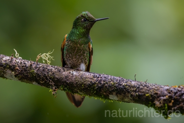 W15065 Fahlschwanzkolibri,Buff-tailed Coronet - Peter Wächtershäuser