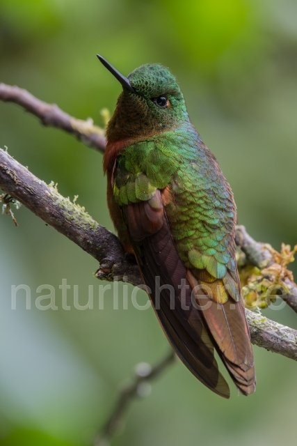 W15068 Rotbauchkolibri,Chestnut-breasted Coronet - Peter Wächtershäuser