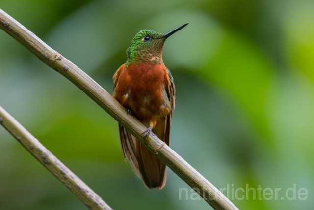 W15073 Rotbauchkolibri,Chestnut-breasted Coronet - Peter Wächtershäuser