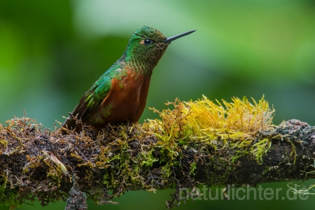 W15075 Rotbauchkolibri,Chestnut-breasted Coronet - Peter Wächtershäuser