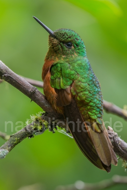 W15076 Rotbauchkolibri,Chestnut-breasted Coronet - Peter Wächtershäuser