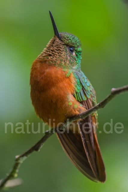 W15080 Rotbauchkolibri,Chestnut-breasted Coronet - Peter Wächtershäuser