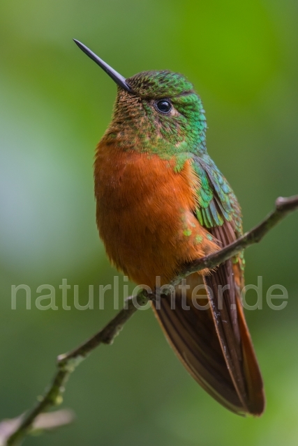 W15081 Rotbauchkolibri,Chestnut-breasted Coronet - Peter Wächtershäuser