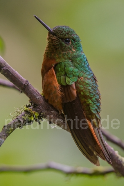 W15083 Rotbauchkolibri,Chestnut-breasted Coronet - Peter Wächtershäuser