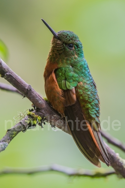 W15085 Rotbauchkolibri,Chestnut-breasted Coronet - Peter Wächtershäuser