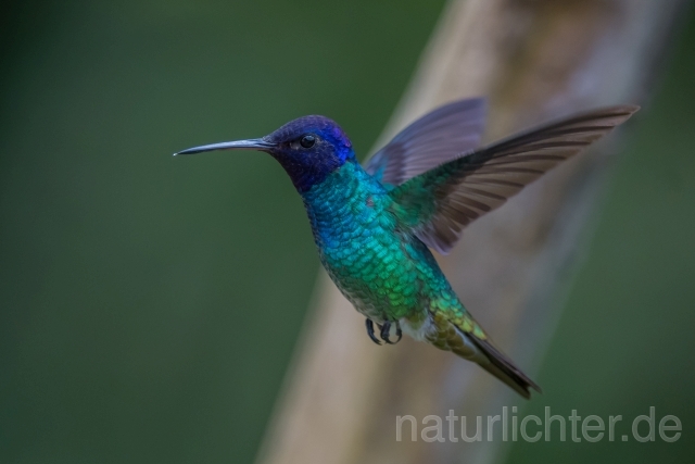 W15114 Bronzeschwanzsaphir,Golden-tailed Sapphire - Peter Wächtershäuser