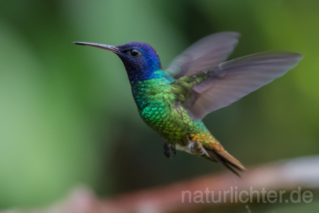 W15116 Bronzeschwanzsaphir,Golden-tailed Sapphire - Peter Wächtershäuser