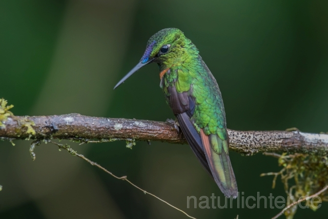 W15128 Rotbrust-Brillantkolibri,Gould's Jewelfront - Peter Wächtershäuser