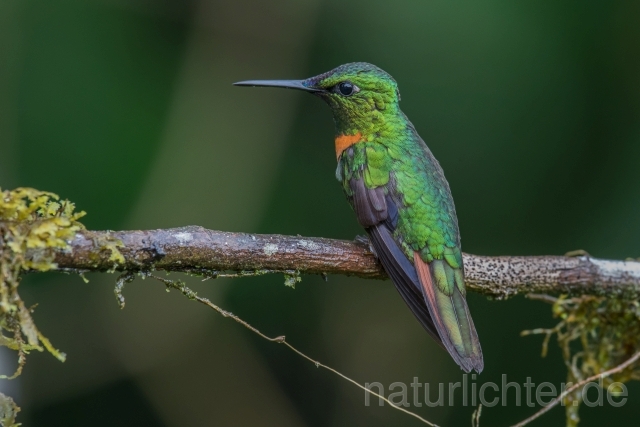 W15130 Rotbrust-Brillantkolibri,Gould's Jewelfront - Peter Wächtershäuser