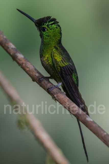 W15150 Dornschwanzelfe,Green Thorntail - Peter Wächtershäuser