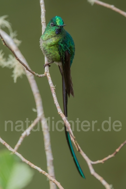 W15198 Himmelssylphe,Long-tailed Sylph - Peter Wächtershäuser