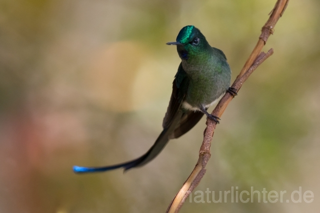 W15206 Himmelssylphe,Long-tailed Sylph - Peter Wächtershäuser