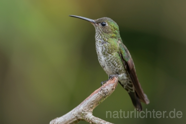 W15208 Tropfenkolibri,Many-spotted Hummingbird - Peter Wächtershäuser