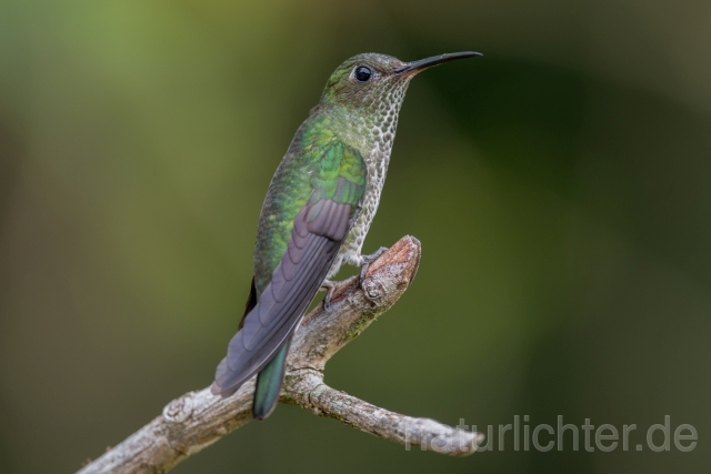 W15209 Tropfenkolibri,Many-spotted Hummingbird - Peter Wächtershäuser