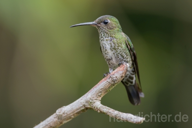 W15210 Tropfenkolibri,Many-spotted Hummingbird - Peter Wächtershäuser