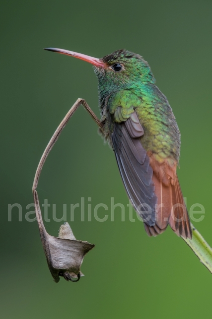 W15214 Braunschwanzamazilie,Rufous-tailed Hummingbird - Peter Wächtershäuser
