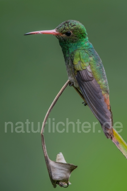 W15217 Braunschwanzamazilie,Rufous-tailed Hummingbird - Peter Wächtershäuser
