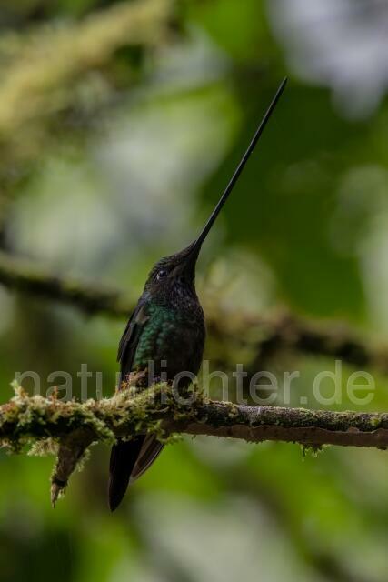 W15249 Schwertschnabelkolibri,Sword-billed Hummingbird - Peter Wächtershäuser