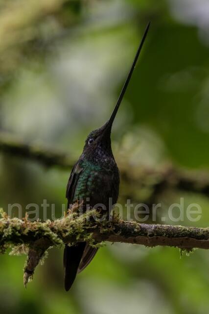 W15253 Schwertschnabelkolibri,Sword-billed Hummingbird - Peter Wächtershäuser