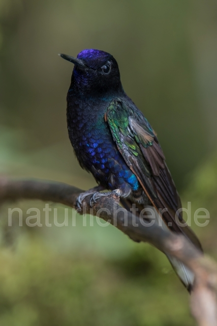 W15270 Hyazinthkolibri,Velvet-Purple Coronet - Peter Wächtershäuser