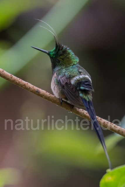 W15306 Fadenschopfelfe,Wire-crested Thorntail - Peter Wächtershäuser