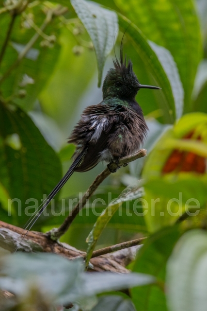 W15309 Fadenschopfelfe,Wire-crested Thorntail - Peter Wächtershäuser