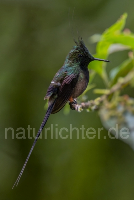 W15313 Fadenschopfelfe,Wire-crested Thorntail - Peter Wächtershäuser