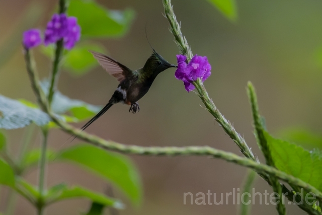 W15315 Fadenschopfelfe,Wire-crested Thorntail - Peter Wächtershäuser