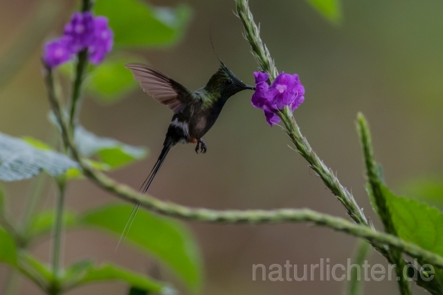 W15316 Fadenschopfelfe,Wire-crested Thorntail - Peter Wächtershäuser