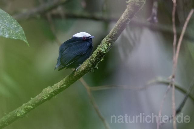 W15384 Weißscheitelpipra,White-crowned Manakin - Peter Wächtershäuser