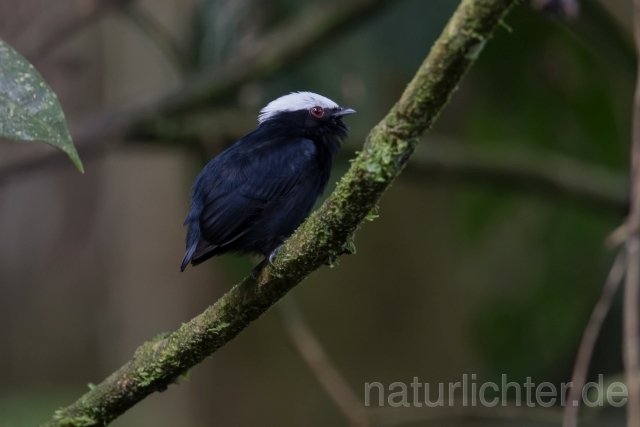 W15386 Weißscheitelpipra,White-crowned Manakin - Peter Wächtershäuser