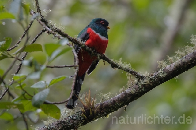 W15398 Maskentrogon,Masked Trogon - Peter Wächtershäuser