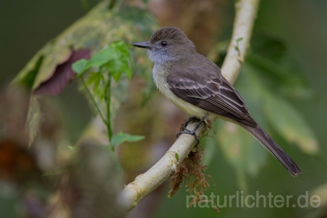 W15440 Andenschopftyrann,Pale-edged Flycatcher - Peter Wächtershäuser