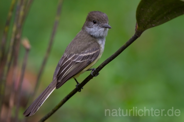 W15441 Andenschopftyrann,Pale-edged Flycatcher - Peter Wächtershäuser