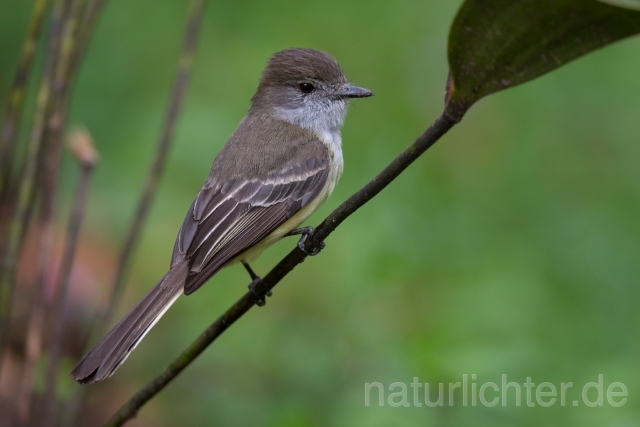 W15442 Andenschopftyrann,Pale-edged Flycatcher - Peter Wächtershäuser