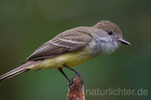 W15443 Andenschopftyrann,Pale-edged Flycatcher - Peter Wächtershäuser