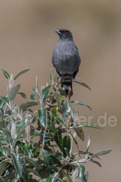 W15478 Rotschopfkotinga,Red-crested Cotinga - Peter Wächtershäuser