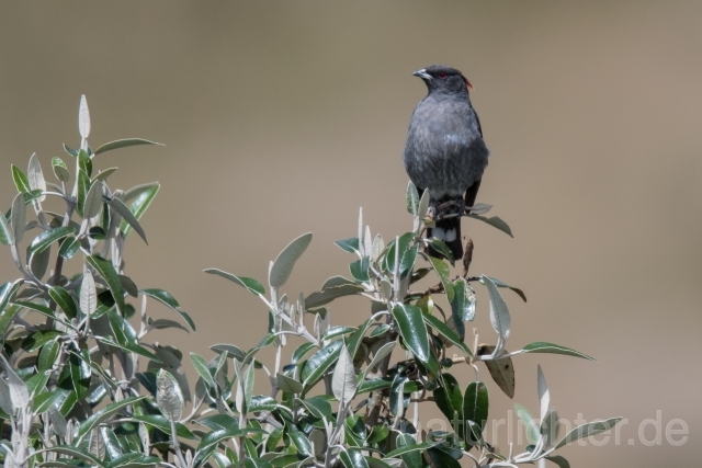 W15479 Rotschopfkotinga,Red-crested Cotinga - Peter Wächtershäuser