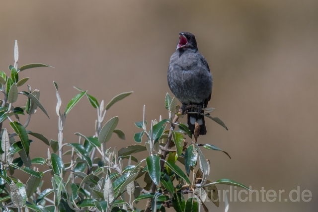 W15481 Rotschopfkotinga,Red-crested Cotinga - Peter Wächtershäuser