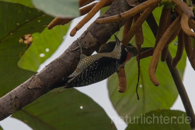 W15565 Schläfenfleckspecht,Black-cheeked Woodpecker