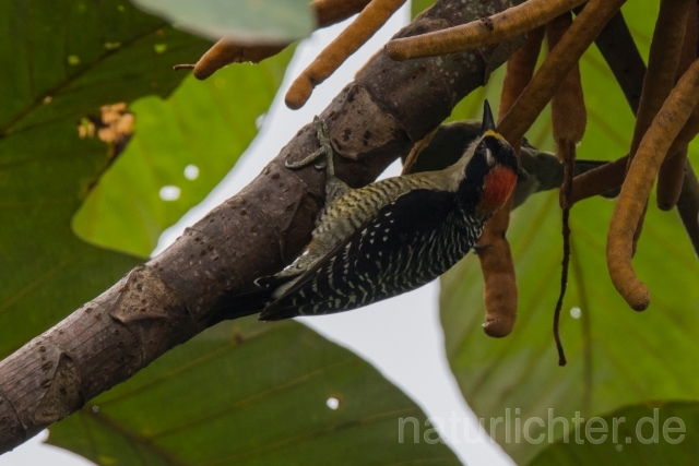 W15567 Schläfenfleckspecht,Black-cheeked Woodpecker