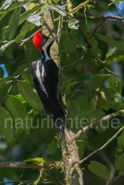 W15574 Schwarzkehlspecht,Crimson-crested Woodpecker