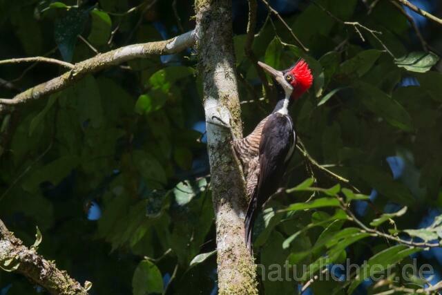 W15576 Schwarzkehlspecht,Crimson-crested Woodpecker